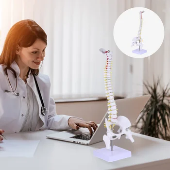 Модел на гръбначния стълб, медицинска анатомия, манекен за обучение на лекарите, на опашната кост от PVC